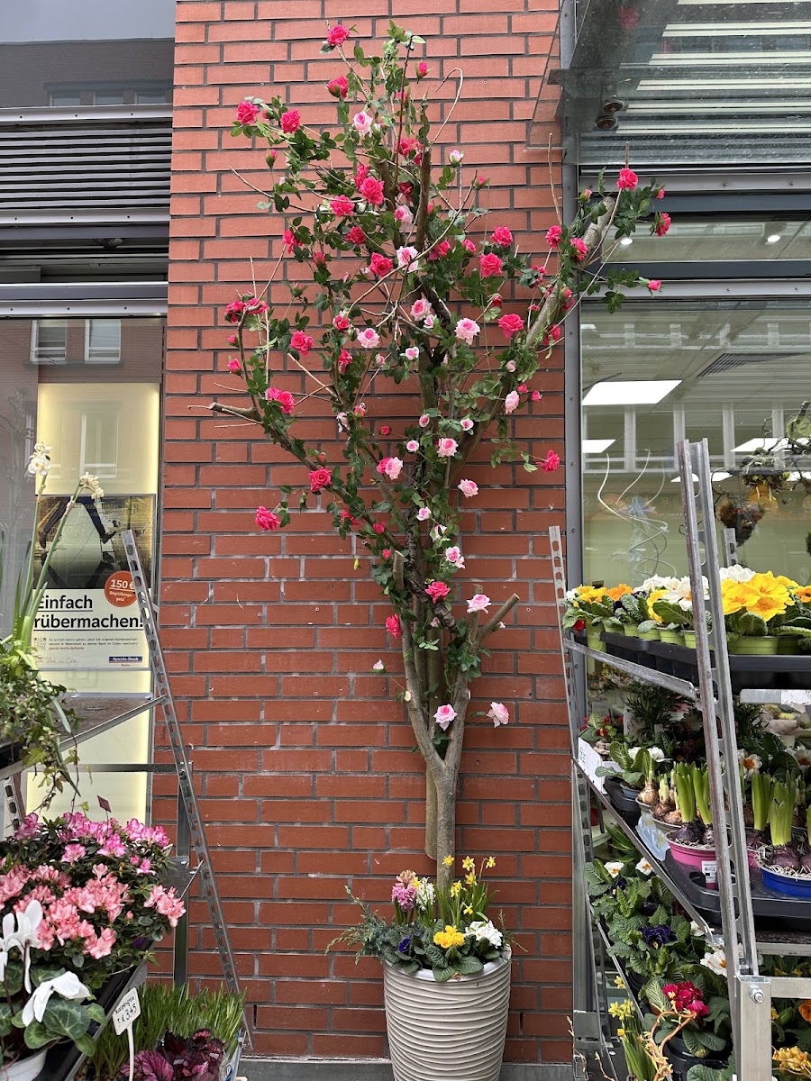 Dekorierter Rosenbaum vor der Ladenfassade
